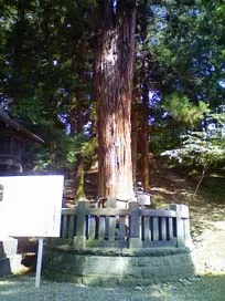 縁結びの杉。