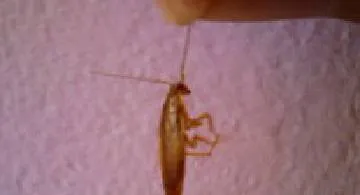 Blog post thumbnail for 虫