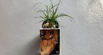 Blog post thumbnail for 円城塔『道化師の蝶』