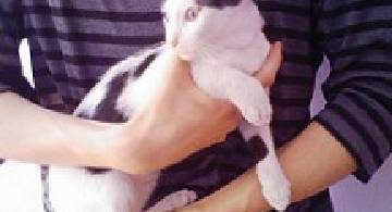Blog post thumbnail for 猫と蕎麦