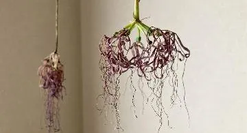 Blog post thumbnail for 突然のドライフラワー作り