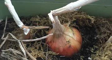 Blog post thumbnail for プランターで育てた玉葱を収穫した