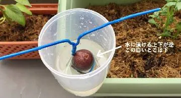 Blog post thumbnail for 緑さんのアボカドが根を出すまで