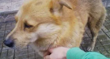 Blog post thumbnail for 最近の食事3