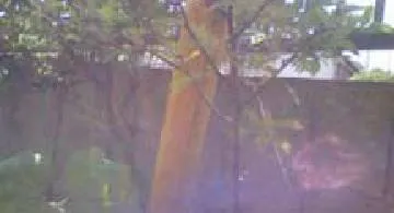 Blog post thumbnail for みどりの野次馬精神。段々このブログもぼく色に染まっていく……